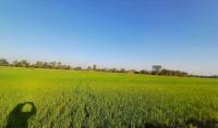 ขายที่ดินว่างเปล่า